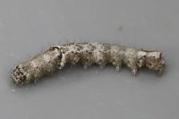 Allophyes oxyacanthae