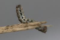 Allophyes oxyacanthae