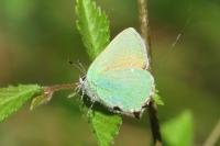 Callophrys rubi