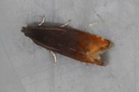 Pammene rhediella