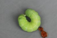 Orthosia cerasi