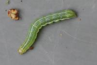 Cosmia trapezina