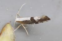 Argyresthia spinosella