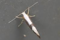 Argyresthia spinosella