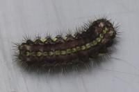 Aglaope infausta