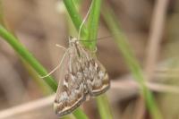 Loxostege sticticalis