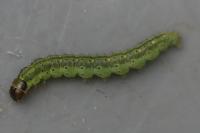 Agonopterix ciliella