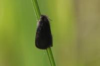 Epichnopterix