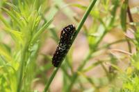 Papilio machaon