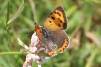 Lycaena phlaeas