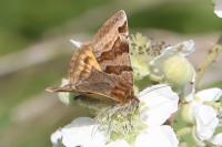 Euclidia glyphica