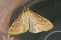 Ostrinia nubilalis