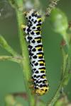Cucullia scrophulariae