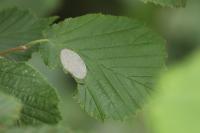 Phyllonorycter coryli