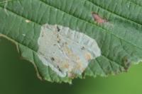 Phyllonorycter coryli