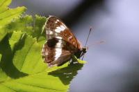 Limenitis camilla
