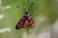 Zygaena filipendulae