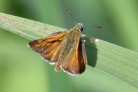 Ochlodes sylvanus