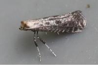 Parornix