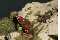 Aglais io