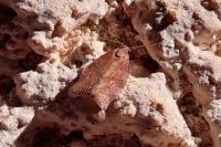 Pandemis heparana