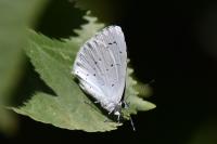 Celastrina argiolus
