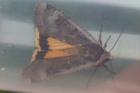 Noctua pronuba