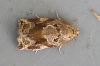 Archips xylosteana