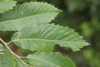 Stigmella samiatella