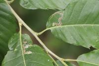 Stigmella samiatella