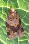 Epagoge grotiana