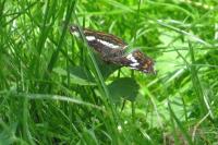 Araschnia levana