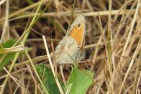 Coenonympha pamphilus