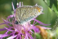 Polyommatus icarus