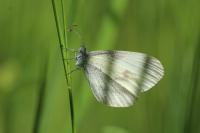Leptidea sinapis
