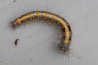 Lasiocampa quercus