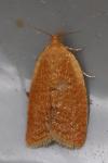 Clepsis consimilana