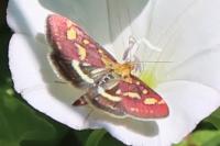 Pyrausta purpuralis