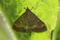 Ostrinia nubilalis