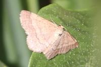 Scopula rubiginata