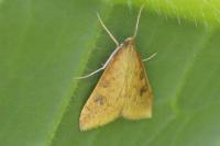 Udea ferrugalis