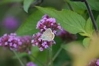 Polyommatus icarus