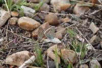Polyommatus icarus