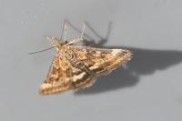 Pyrausta despicata