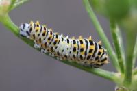 Papilio machaon