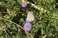 Polyommatus icarus