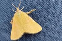 Lythria purpuraria