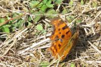 Polygonia c-album