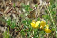 Polyommatus icarus