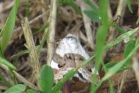 Acontia lucida